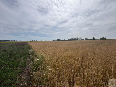 Działka siedliskowa tylko 20 km od Poznania - Przecław  -
wielkopolskie Zdjęcie nr 2