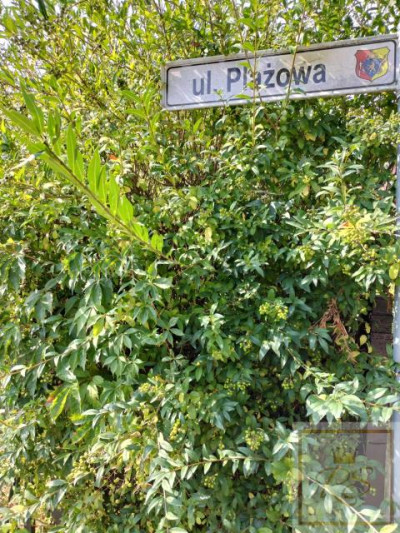 Działka budowlana 70 m od jeziora  - Strykowo   -
wielkopolskie Zdjęcie nr 2