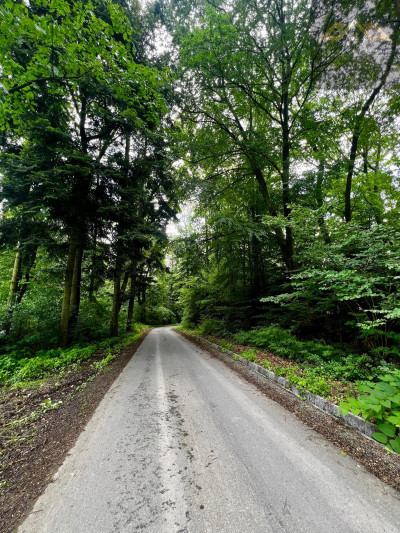 Las mieszany z widokiem na góry - Olszyny -
małopolskie Zdjęcie nr 8