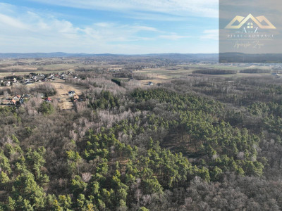 Stary las mieszany - Perła -
małopolskie Zdjęcie nr 3