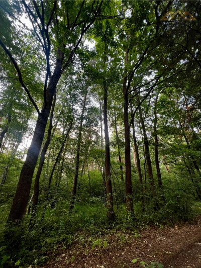 Stary las mieszany - Perła -
małopolskie Zdjęcie nr 5