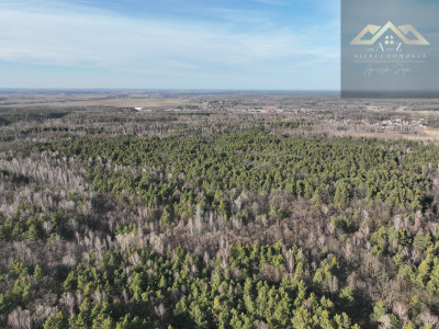 Stary las mieszany - Perła -
małopolskie Zdjęcie nr 7