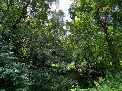 Działka rolno-budowlana z własnym lasem - Milówka -
małopolskie Zdjęcie nr 3