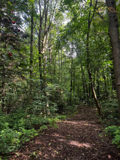 Działka rolno-budowlana z własnym lasem - Milówka -
małopolskie Zdjęcie nr 4