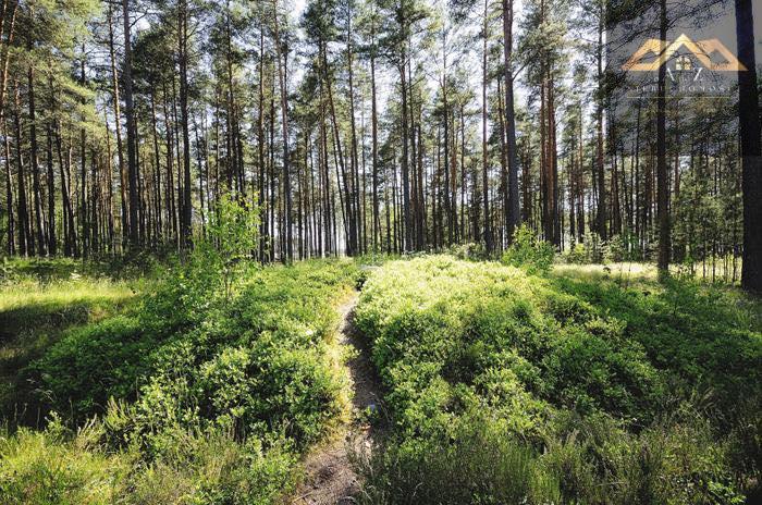 2 ha lasu w jednym kawałku z dobrym dojazdem - Joniny  -
małopolskie Zdjęcie nr 1