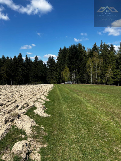 Twój własny las iglasty - Czermna -
małopolskie Zdjęcie nr 6