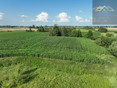 Działka rolna 80 arów w Miechowicach - Miechowice Małe  -
małopolskie Zdjęcie nr 7