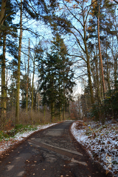 Las z widokiem na góry - Olszyny   -
małopolskie Zdjęcie nr 4