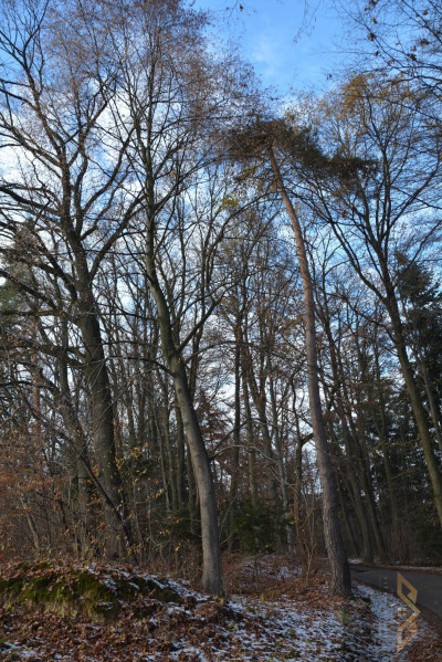 Las z widokiem na góry - Olszyny   -
małopolskie Zdjęcie nr 5