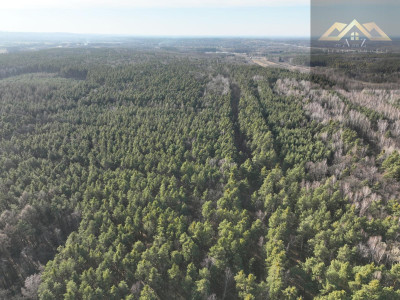 Na sprzedaż stary las - Perła -
małopolskie Zdjęcie nr 4
