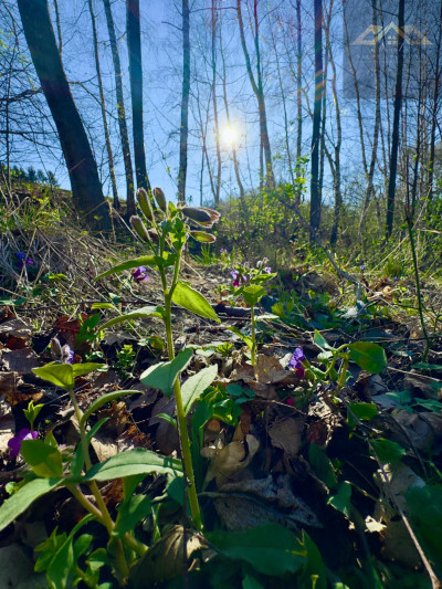 Widokowa działka budowlana z lasem - Łowczów -
małopolskie Zdjęcie nr 10