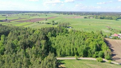 Super okazja - las w Starym Cydzynie w super cenie - Stary Cydzyn  -
podlaskie Zdjęcie nr 5