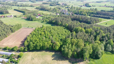 Super okazja - las w Starym Cydzynie w super cenie - Stary Cydzyn  -
podlaskie Zdjęcie nr 6