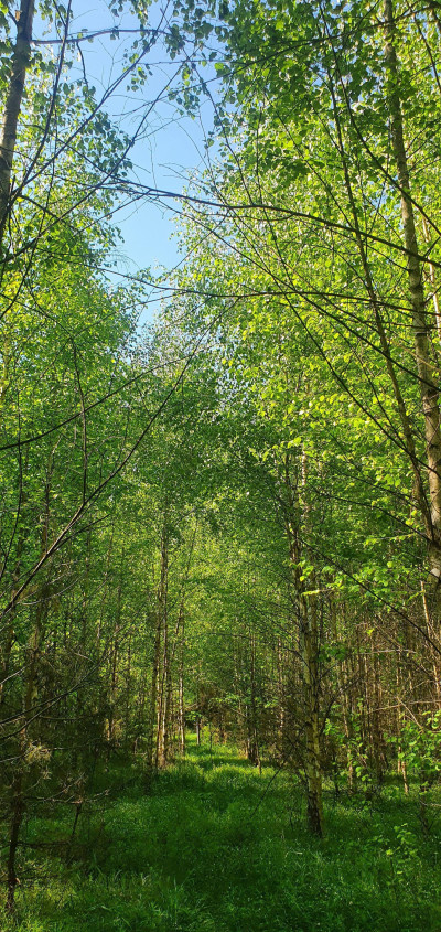 Super okazja - las w Starym Cydzynie w super cenie - Stary Cydzyn  -
podlaskie Zdjęcie nr 7