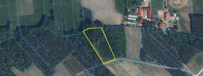 Super okazja - las w Starym Cydzynie w super cenie - Stary Cydzyn  -
podlaskie Zdjęcie nr 9