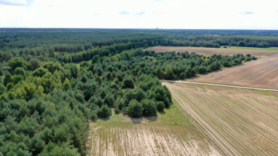 Działki rolne i leśne do wycinki 1557ha Osetno Drogoszewo Gmina Miastkowo - Osetno   -
podlaskie Zdjęcie nr 12