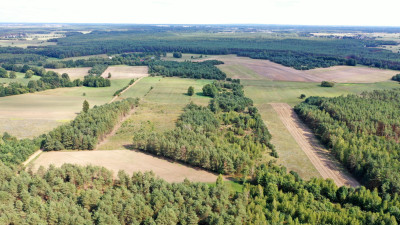 Działki rolne i leśne do wycinki 1557ha Osetno Drogoszewo Gmina Miastkowo - Osetno   -
podlaskie Zdjęcie nr 8