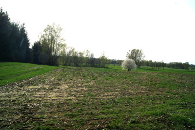 Działki budowlane na Mazurach jedyne i ostatnie - Krzywe   -
warmińsko-mazurskie