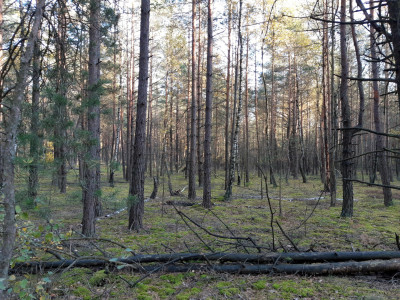 Las w miejsc Kąty gmina Mały Płock powiat Kolno - Kąty   -
podlaskie