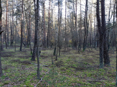 Las w miejsc Kąty gmina Mały Płock powiat Kolno - Kąty   -
podlaskie Zdjęcie nr 4