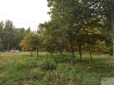 Piękna działka na Podlesiu z gotowym projektem i zgodą na budowę - Podlesie  -
śląskie Zdjęcie nr 9