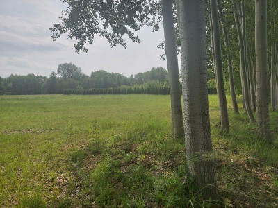 Atrakcyjna działka w Puszczy Mariańskiej - Puszcza Mariańska   -
Mazowieckie