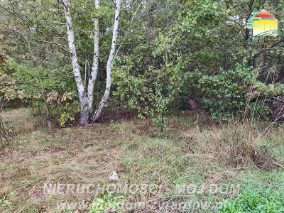 Działka z warunkami zabudowy w leśnej okolicy - Franciszków  -
Mazowieckie Zdjęcie nr 3