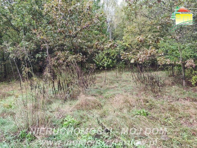 Działka z warunkami zabudowy w leśnej okolicy - Franciszków  -
Mazowieckie Zdjęcie nr 4