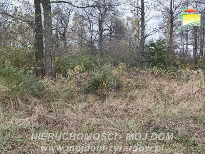 Działka budowlana w Radziwiłłowie - Radziwiłłów  -
Mazowieckie Zdjęcie nr 3