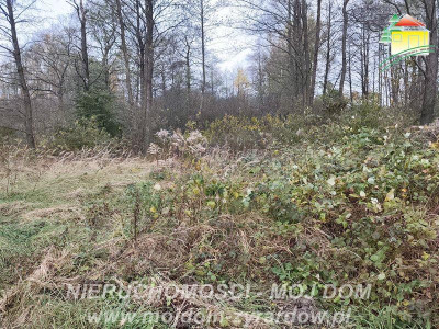 Działka budowlana w Radziwiłłowie - Radziwiłłów  -
Mazowieckie Zdjęcie nr 5