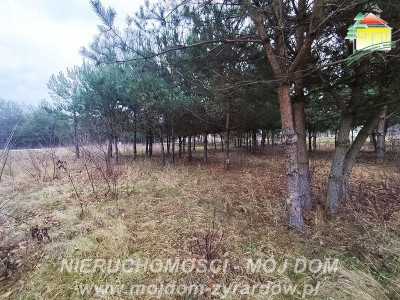 Działka uzbrojona blisko Radziejowic - Zboiska  -
Mazowieckie Zdjęcie nr 4