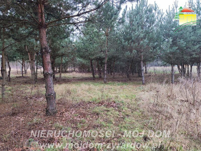 Działka uzbrojona blisko Radziejowic - Zboiska  -
Mazowieckie Zdjęcie nr 5