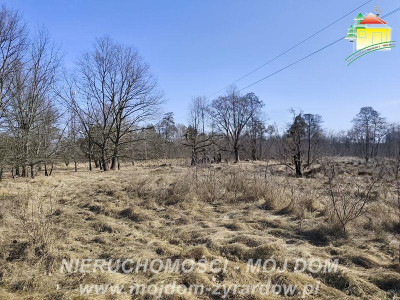 Duża działka budowlana blisko Osiedla Żeromskiego - Działki  -
Mazowieckie Zdjęcie nr 4