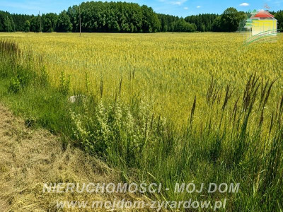Dwie działki rolne w Studzieńcu - Studzieniec  -
Mazowieckie Zdjęcie nr 4