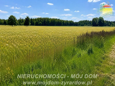 Dwie działki rolne w Studzieńcu - Studzieniec  -
Mazowieckie Zdjęcie nr 5
