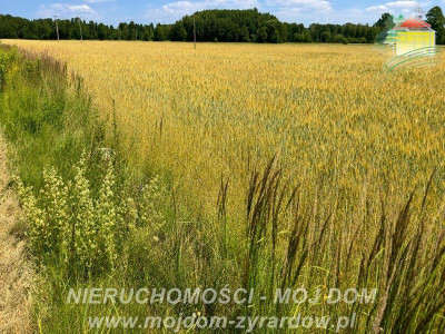 Dwie działki rolne w Studzieńcu - Studzieniec  -
Mazowieckie Zdjęcie nr 6