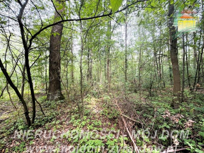 Działka budowlana - Zazdrość  -
Mazowieckie Zdjęcie nr 10