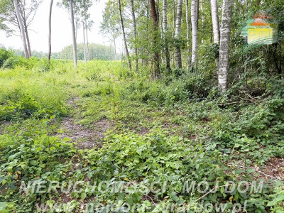 Działka budowlana - Zazdrość  -
Mazowieckie Zdjęcie nr 12