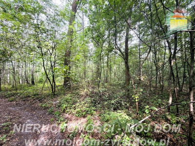 Działka budowlana - Zazdrość  -
Mazowieckie Zdjęcie nr 8