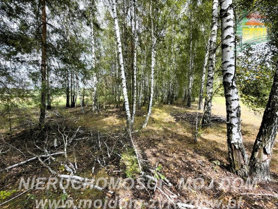 Działka rolno-leśna w Petrykozach  16 975 m2 - Petrykozy  -
Mazowieckie Zdjęcie nr 10