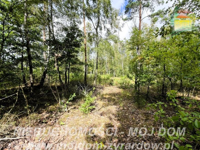Działka rolno-leśna w Petrykozach  16 975 m2 - Petrykozy  -
Mazowieckie Zdjęcie nr 14