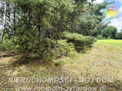 Działka rolno-leśna w Petrykozach  16 975 m2 - Petrykozy  -
Mazowieckie Zdjęcie nr 5