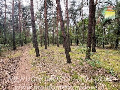 Działka z potencjałem inwestycyjnym - Mrozy  -
Mazowieckie Zdjęcie nr 2