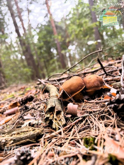 Działka z potencjałem inwestycyjnym - Mrozy  -
Mazowieckie Zdjęcie nr 8
