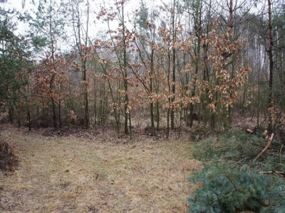 Działka rolno-budowlana - Michalin   -
Mazowieckie