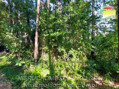 Polecamy działkę w Międzyborowie - Międzyborów   -
Mazowieckie Zdjęcie nr 2