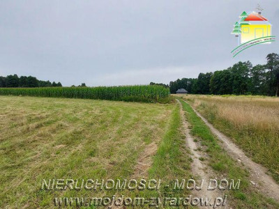Duża działka w Starych Budach - Stare Budy   -
Mazowieckie Zdjęcie nr 4