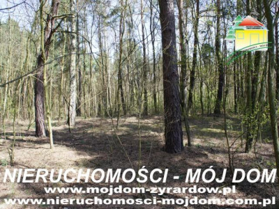 Działka leśna - Wycześniak   -
Mazowieckie Zdjęcie nr 4