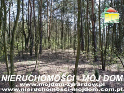 Działka leśna - Wycześniak   -
Mazowieckie Zdjęcie nr 7
