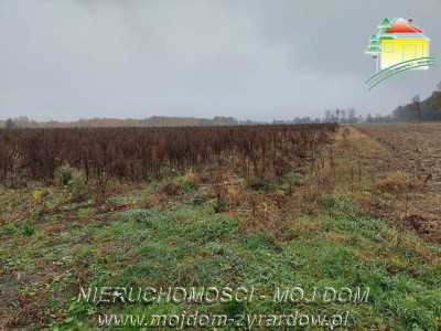Polecamy działki w Miedniewicach - Miedniewice   - Mazowieckie